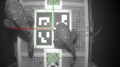 Visual pose estimation: Oclusion by wildlife