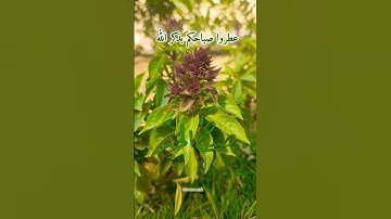 #اذكار_الصباح #اللهم بك أصبحنا وعليك توكلنا وأنت خير الحافظين #صباح_الخير