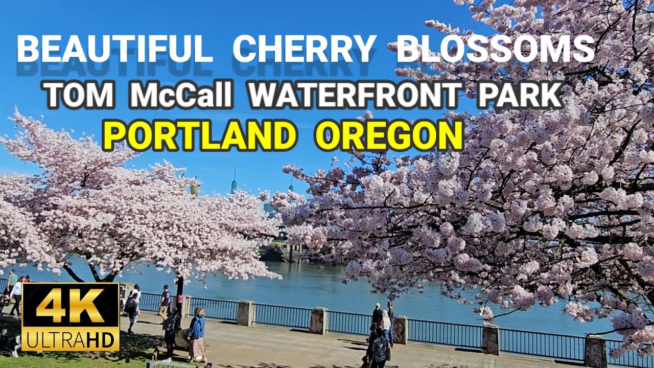 Cherry Blossoms at Tom McCall Waterfront Park Portland Oregon