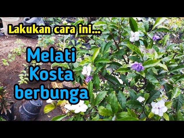 CARA MEMBUNGAKAN MELATI KOSTA. || BUNGA MENTOMORI