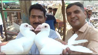 Lalukhet Kabutar Market Sunday Video Latest Update 17-10-21 in Urdu/Hindi.
