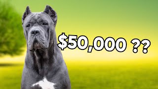 What’s the price of a Cane Corso ??