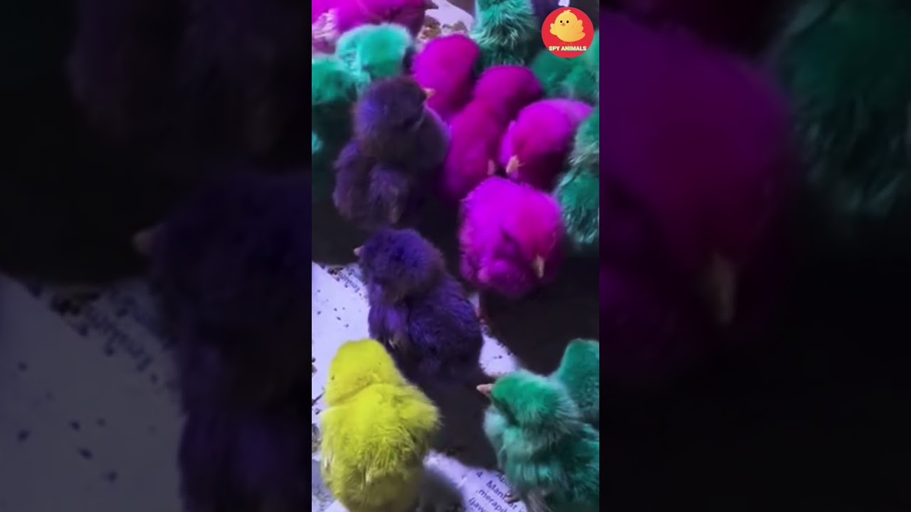 World's Cutest Chickens, Colorful Chickens, Rainbow Chickens, Cute Ducks, Cats, Fish, Cute Animals