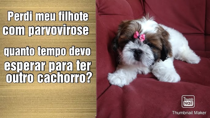 meu cachorro morreu e agora não tenho dinheiro para spoofer no