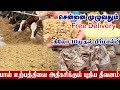         free delivery  cattle feed