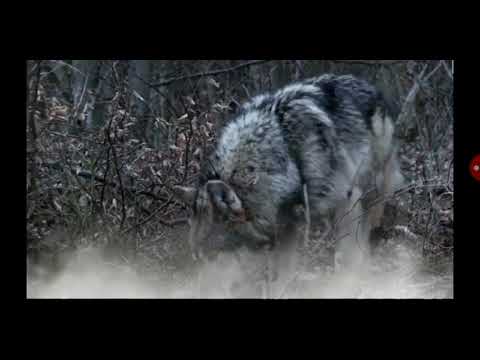 Песня - А Волки Гораздо Добрее Людей Korg Pa-700