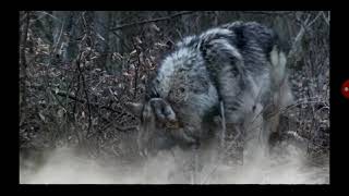 Песня - А Волки Гораздо Добрее Людей (2) Korg Pa-700