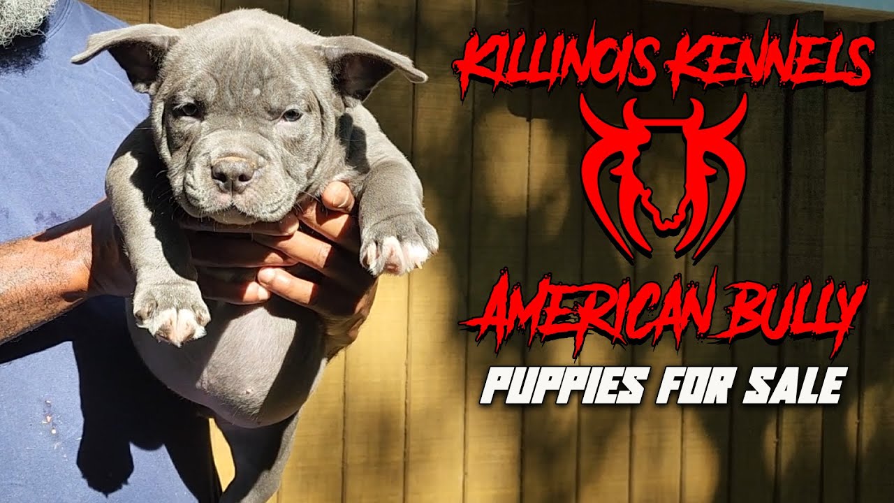 AMERICAN BULLY PUPPIES FOR SALE FROM THE WORLD FAMOUS KILLINOIS KENNELS