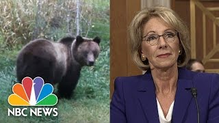 Superintendent Debunks Betsy DeVos On Guns To Protect Against Grizzlies | NBC News