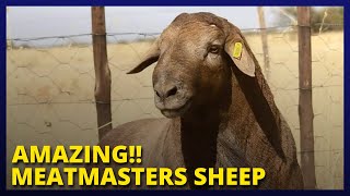 🔵 Meatmasters Sheep Ram