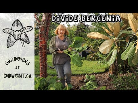 Video: Bergenia Pestbehandeling - Leer meer over insecten die Bergenia-planten eten