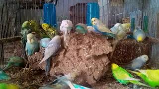 Rainbow Parakeet 101 Tips for Care, Training, and Admiring Their Grace!
