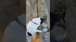 Mox Found The Fishing Bait Appetizing Freshly Opened Canned Chicken.
