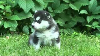 Щенки Хаски / Siberian Husky Puppies DOB 12 June 2013