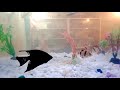 Guppy Guppies Goldfish Koi Pleco Snail Carp Fish Goldfish Angelfish  Catfish