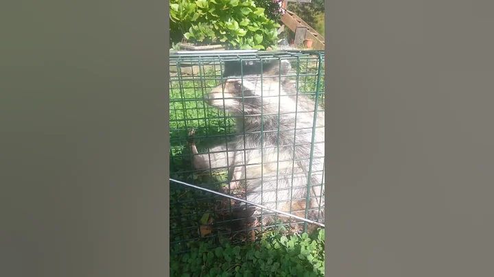 Raccoon goes nuts