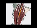 Somatic Dysfunction of Spine: Thoracic #OMM #COMLEX #medeasy