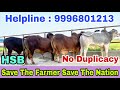 अब देसी गाय भी बहाएंगी दूध की नदियां || Best Place who Provide Best Quality Semen Without Duplicacy