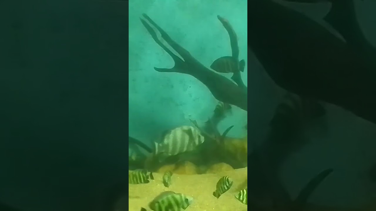 wow😄...the beauty of the fish