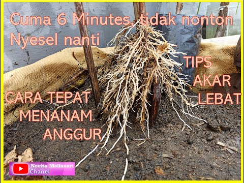 Video: Berapa lama sepatutnya akar tunjang sebelum ditanam?