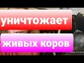 фермер из ДУБКОВ УНИЧТОЖАЕТ ЖИВЫХ КОРОВ!