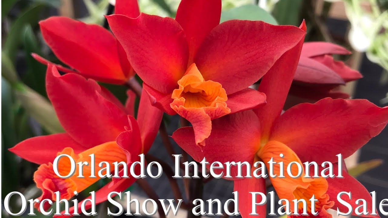 Orlando International Orchids Show and Plant Sale YouTube