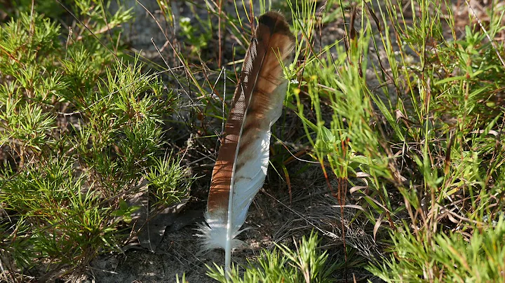 VLOG # 31 AUGUST 19 2017 HD