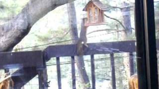 Super Brave Squirrel Toughs it out on 3 legs