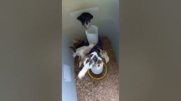 update cov me nyuam qaib dua nawj