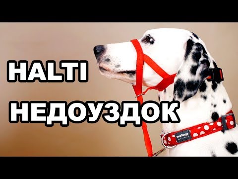 Халти | Как отучить собаку тянуть поводок | Самый удобный намордник