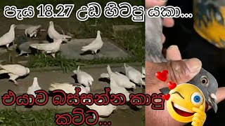 එයානම් අද හොඳටම කරා / මං ආසම සතා / Tippler #petsvlog #පරවි #pigeon #pets #pigeonlover