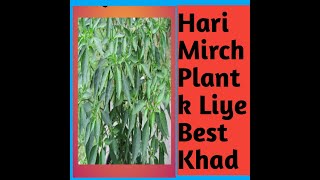 Hari Mirch  ke plant ke liye best Khaad (