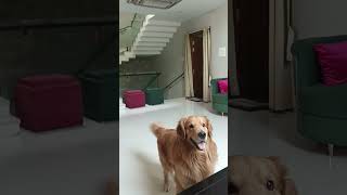 it's game time 🐕😍