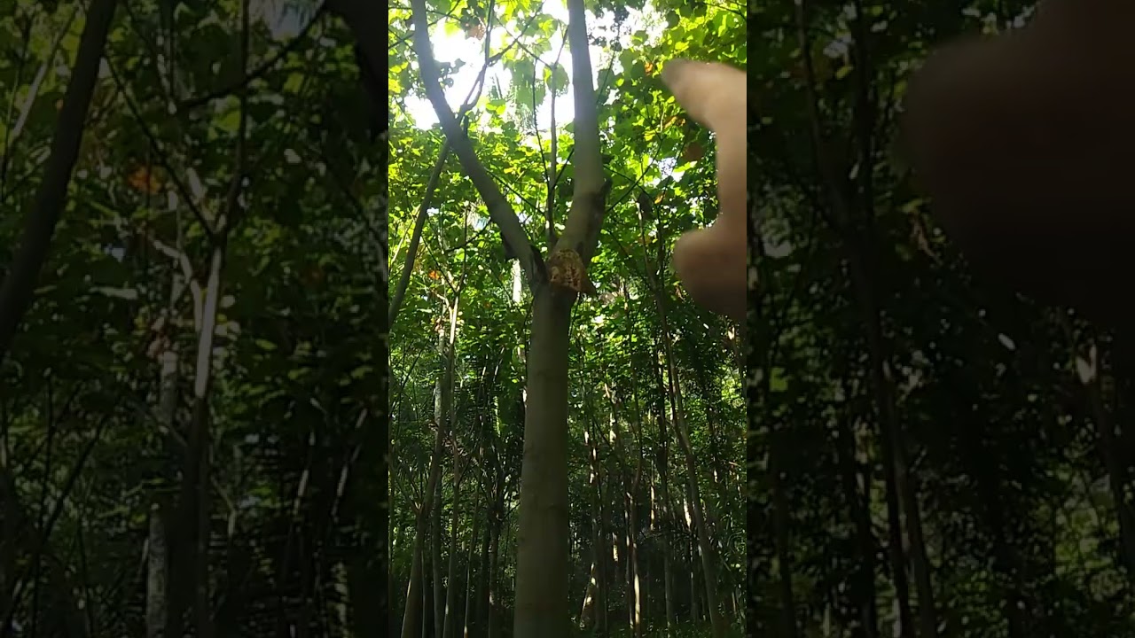 Proses Pruning cabang/Ranting kayu BALSA.