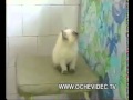 Kitten steals a chicken :)
