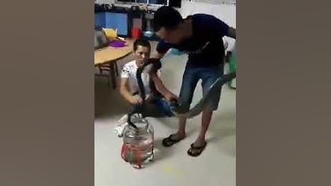 Ngâm rượu rắn sống