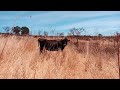 Vacas del rancho | Episodio #392