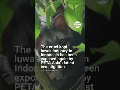 New Footage Exposes