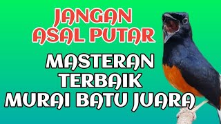 jangan asal putar// masteran murai batu mendongkrak emosi dan birahi