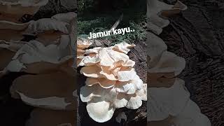 Download Lagu jamur kayu beracun atau tidak? #jamurliar #jamur #shorts MP3