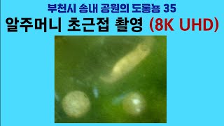 부천시 송내 공원의 도롱뇽 35. 알주머니 초근접 촬영 (8K UHD); Korean salamander 35. Ultra close-ups of egg sacs by 이덕하의 진화심리학 65 views 8 days ago 5 minutes, 22 seconds