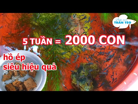 Video: Cách Cá Bảy Màu Sinh Sản