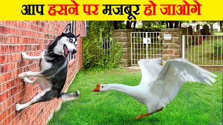 आप हसने पर मजबूर हो जाओगे |  Most funniest animal moments | Animal moments