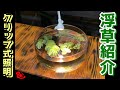 メダカ飼育にも使えるLED &めだかのビオトープにもおすすめの浮草～ネグロウォーターファンとオオサンショウモ&サルビニア・ククラータ～【媛めだか】