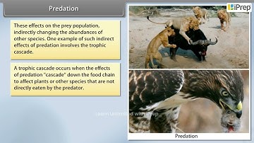 Predation | Organisms and Population | Biology | Class 12th | iPrep