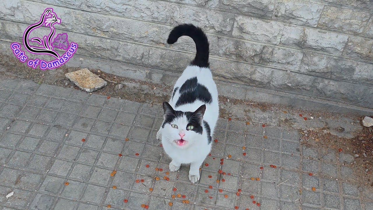 Feeding Beautiful Stray Cats in Damascus ❤️🌸