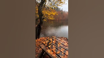 روائع القرآن الكريم بصوت الشيخ سعد الغامدي #سعد_الغامدي #القرآن_الكريم #forestbathing #اكسبلور