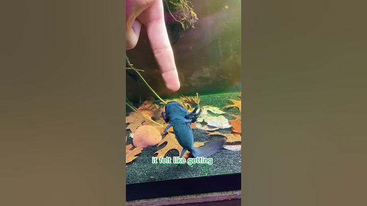 I got BIT by my axolotl… and here’s what happened