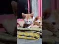 Kucing #kimmi #kitti #cute #cat