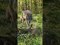 rabbit 🐇 vs wolf 🐺 #wildlife #shortsfeed #animals #nature #trending #shorts